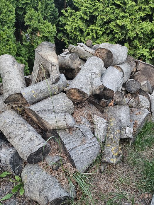 Drewno kłody//klocki orzech włoski