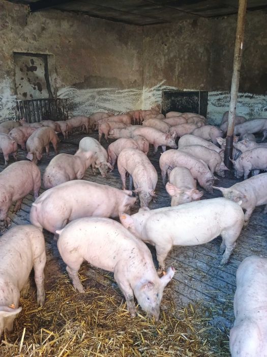 sprzedam prosieta,prosiaki,warchlaki 80 sztuk