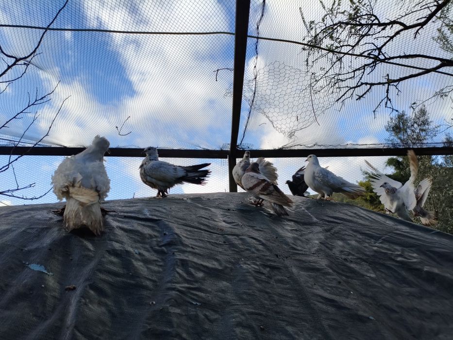 Vende pombos cruzados, frisados etccom cambalhota.