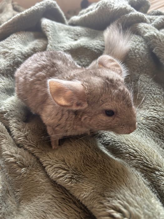 Chinchila creme