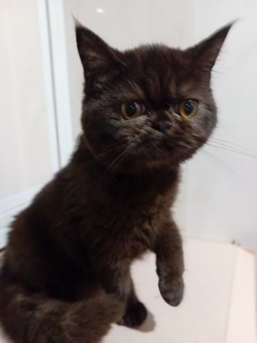 Kotka egzotyczna, krótkowlosy pers