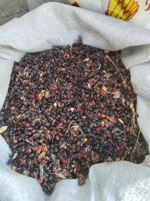 Сорго насінневий матеріал