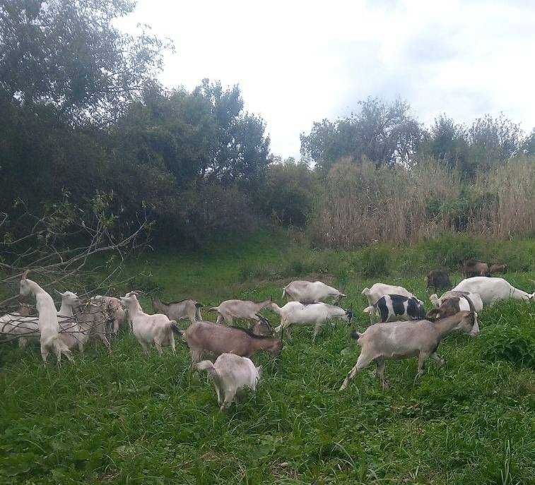 Натуральний крафтовий козиний сир, козине молоко, козенята, дійні кози