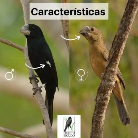 Casal de bicudos  sporophila maximiliani 2025