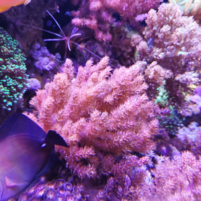 Corais vários frags