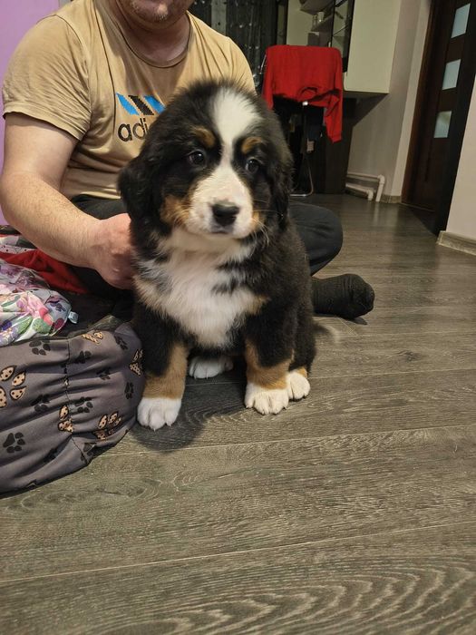 Szczeniak Berneński pies pasterski