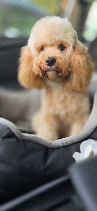 Cavapoo/ piękna dziewczynka