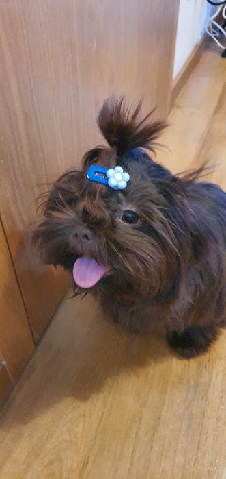 Shitzu cor chocolate