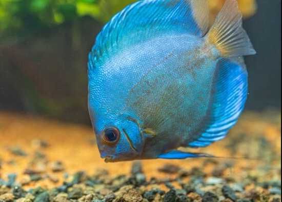 GB DYSKOWCE Paletka Blue Diamond | Rozmiar "M" 5-6cm - dowóz ryb!