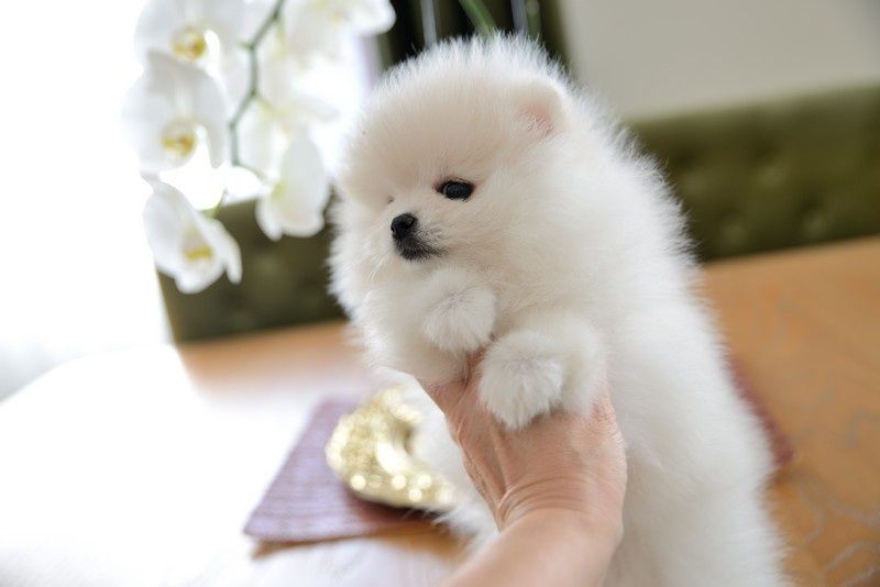 Pomeranian chłopak jasny krem Carlos