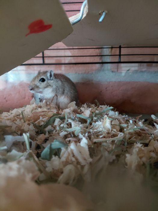 Samica myszoskoczka pilne oddanie !!