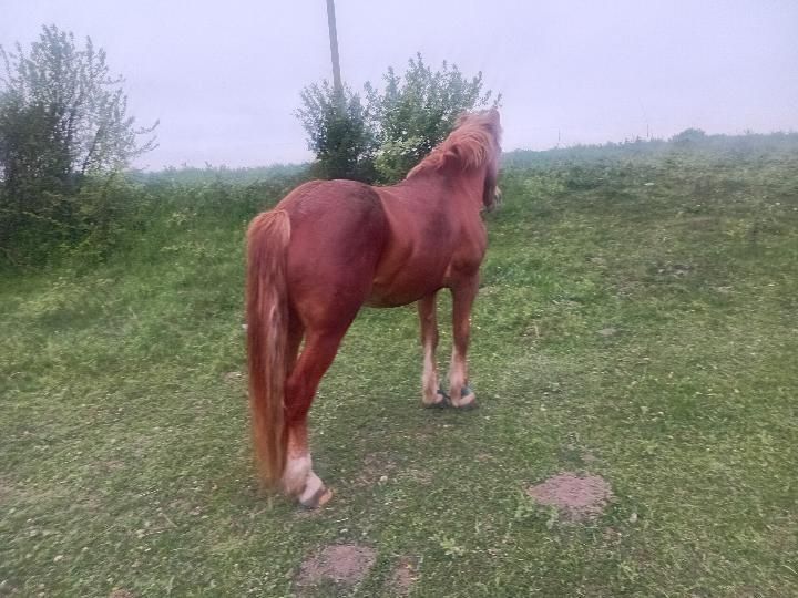 Продається  пара коней