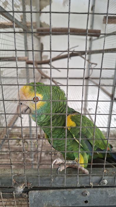 Macho barbadensis adulto