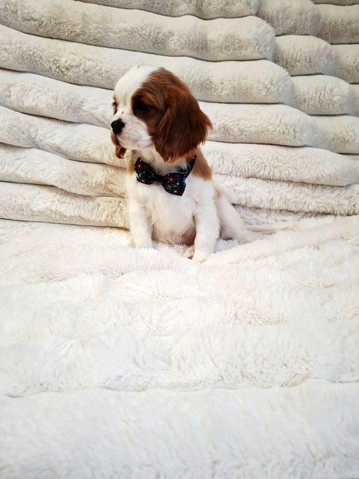 Cavalier King Charles Spaniel