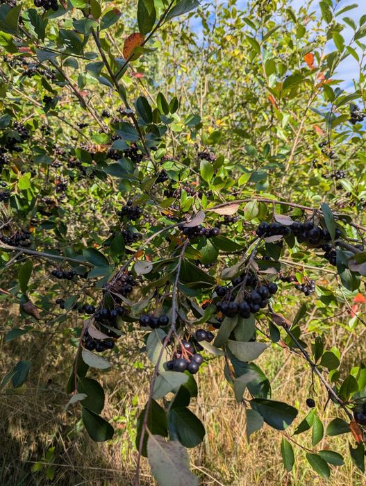 Горобина чорна звичайна