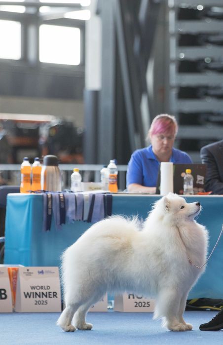 Samoyed suczka Zkwp/FCI odbiór luty 2026