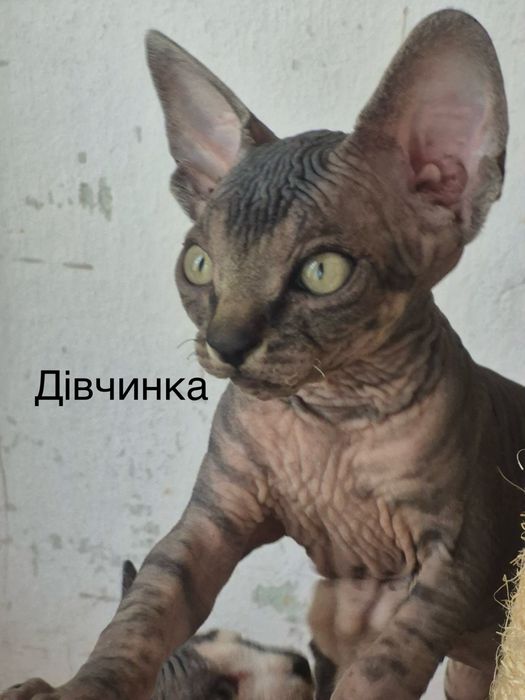 Кошенята Сфінкса 26.06 народжений