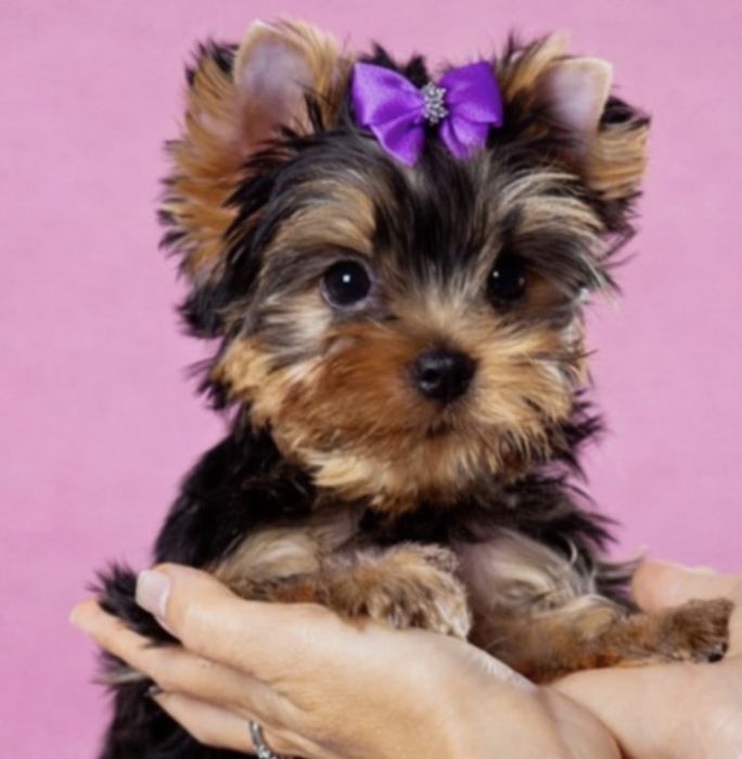 Йорк . Продажа . Мы проф. потомник 20 лет.