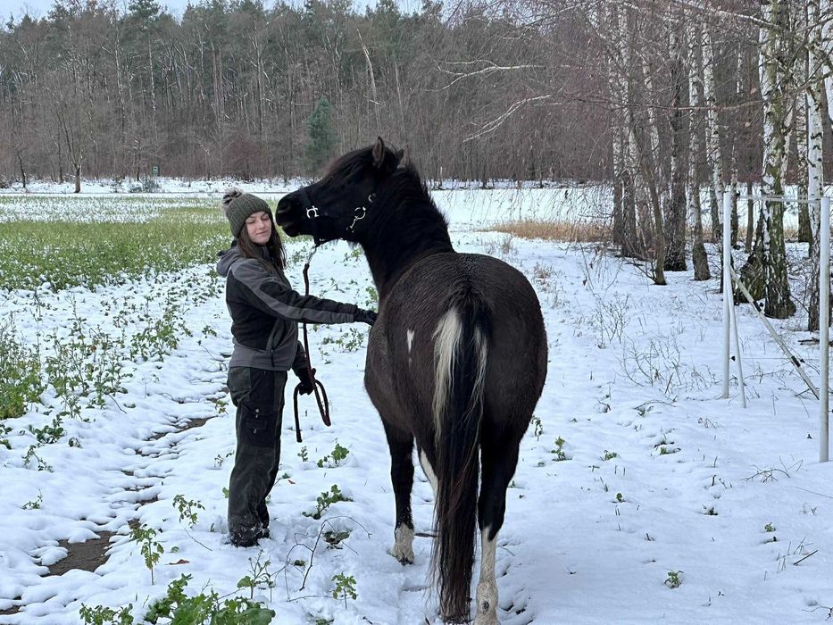 Klacz huculska po Azja-W hucuł