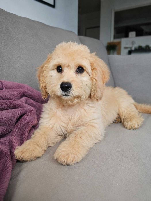 Cavapoo gotowy na zmianę domku