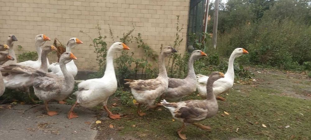 Продам гуси холмогори