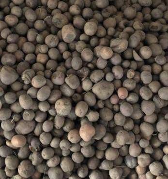 Продам дрібну та насіннєву картоплю з доставкою