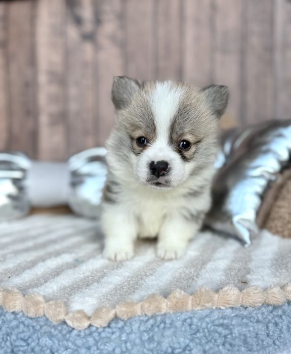 Welsh Corgi Pembroke OHIO