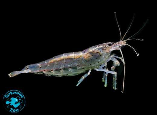 KREWETKA AMANO CARIDINA JAPONICA M, Sklep Akwarystyczny Turkusowe Zoo
