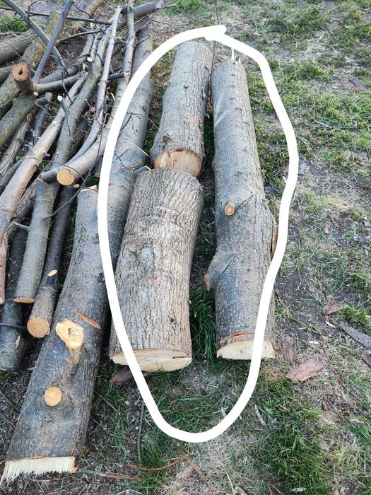 Drzewo lipa na rzeźbę, 3 kawałki.