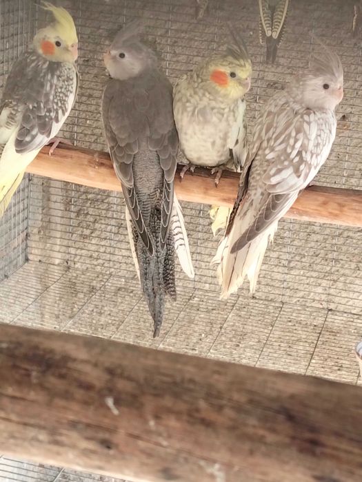 Várias aves de 2026