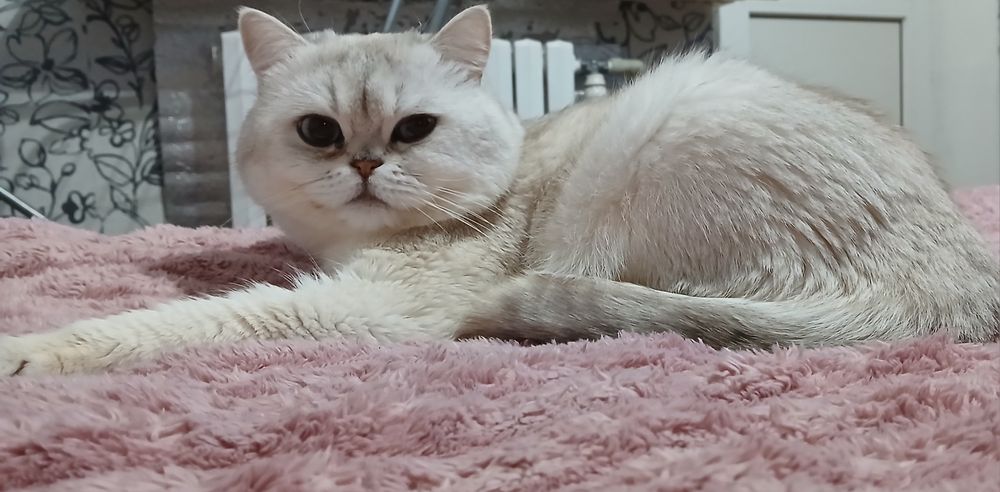 Вязка. Британец приглашает на встречу.