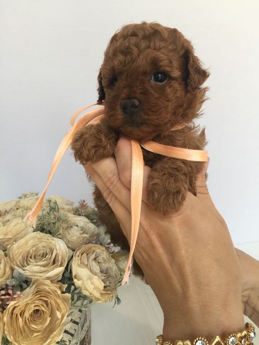 VIP Той-Пуделі — від серця до серця