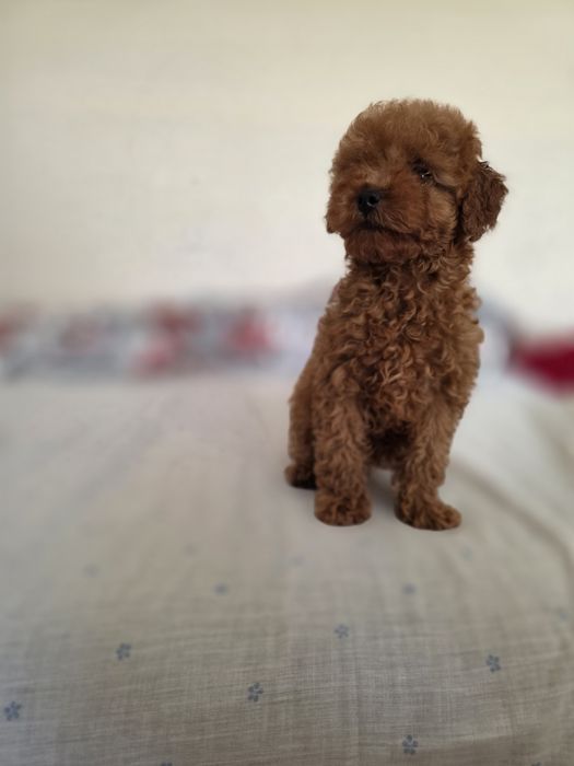 Pudel toy 100% dziewczyna