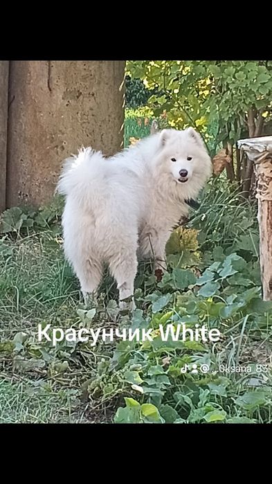 Продам самоїдіків