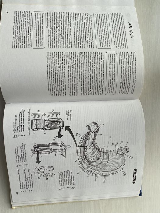 Эдуард Алкамо. АНАТОМИЯ. Лучший учебник