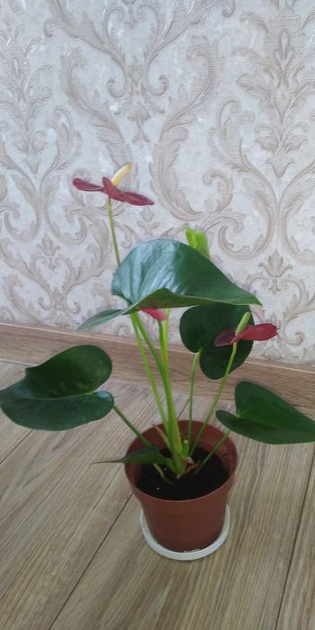 Червоний антуріум+інші 8 сортів