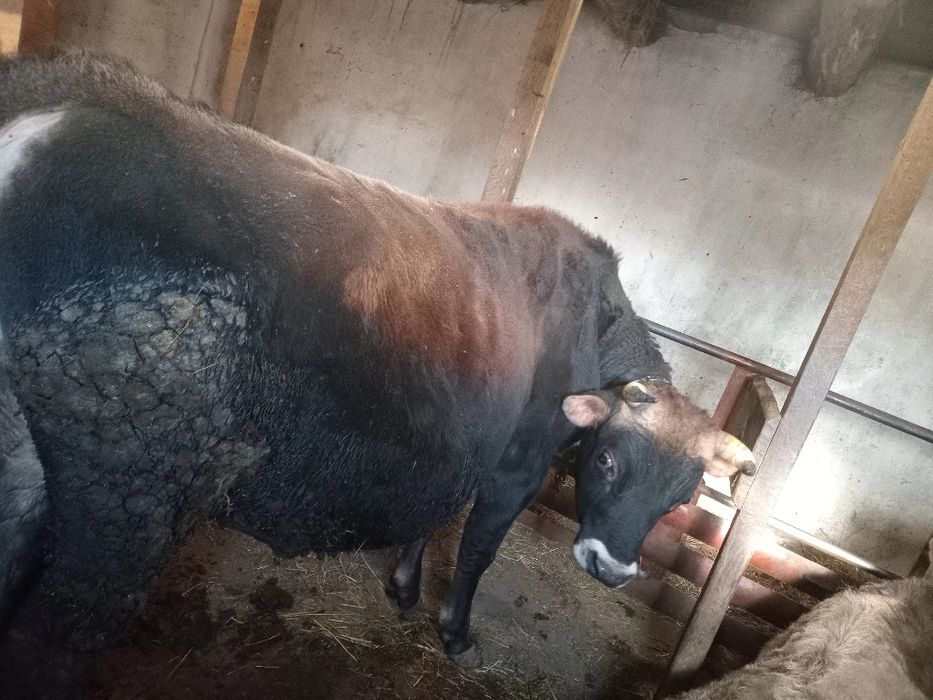 Продам бичків 155грн