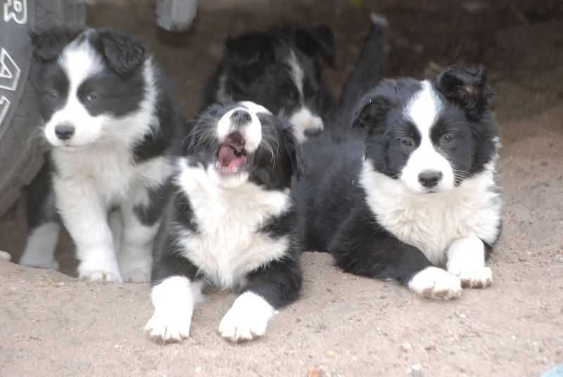 Piese Border Collie czarno-biały