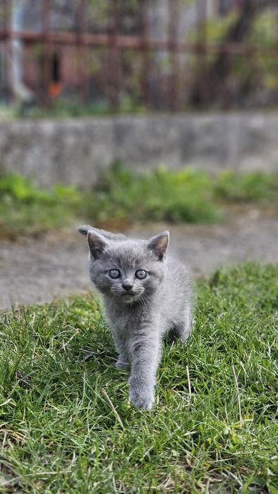 Кошенята  британські короткошерстні (3 хлопчика + 1 дівчинка) 2 місяці.