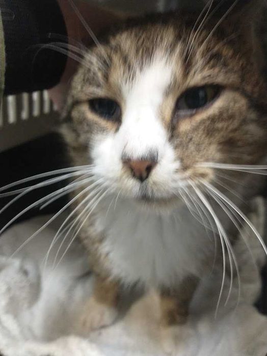 KITKONG-adoptuj kota z Lubelskiego schroniska