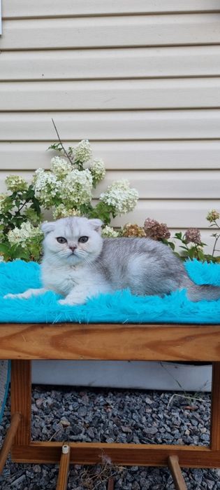 шотландские котята