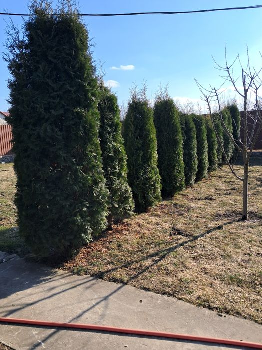 Продам туї висота 1,5 до 3 метра