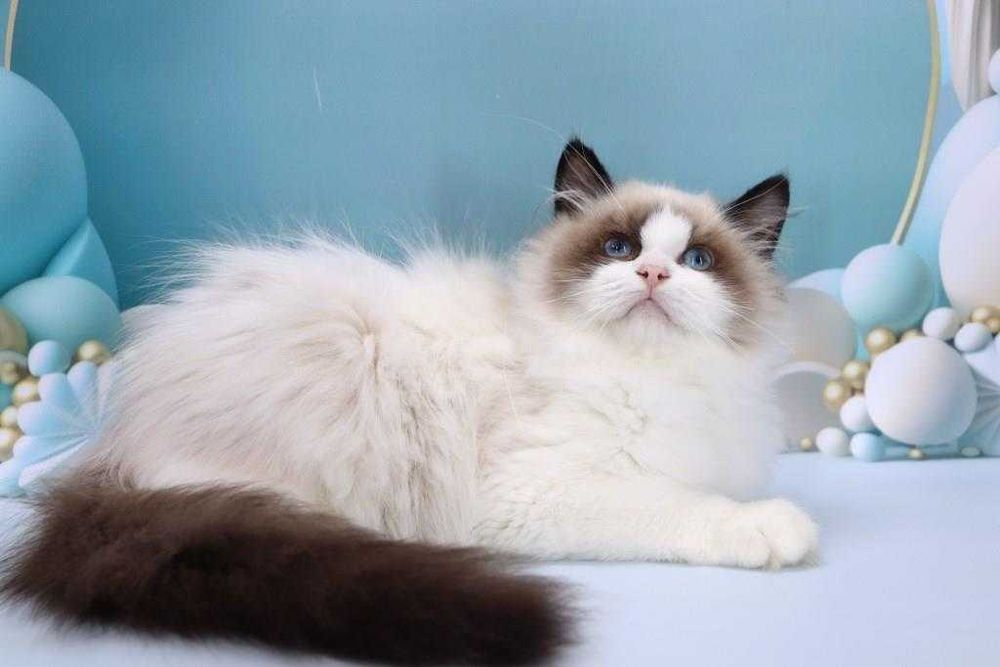 Очень красивый мальчишка с прививками-Ragdoll//РЕГДОЛЛ