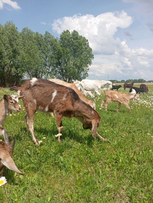 Кози безкоштовно, символічна ціна. Зааненські, Ламанча, Нубійські. %