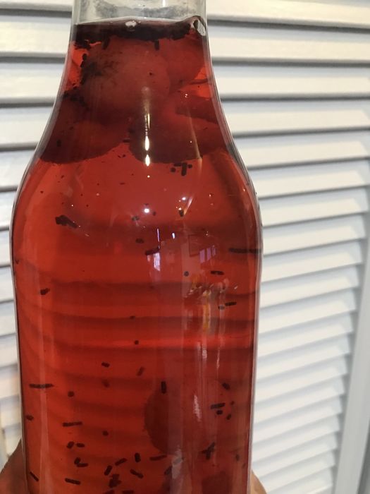 Kombucha artesanal Daterrapraboca ou scoby