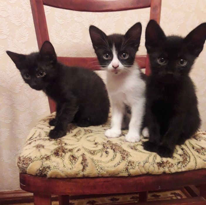 Котят  бесплатно
