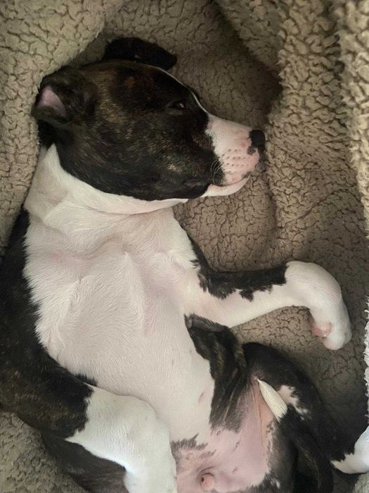 Filhote de 4 meses muito carinhoso