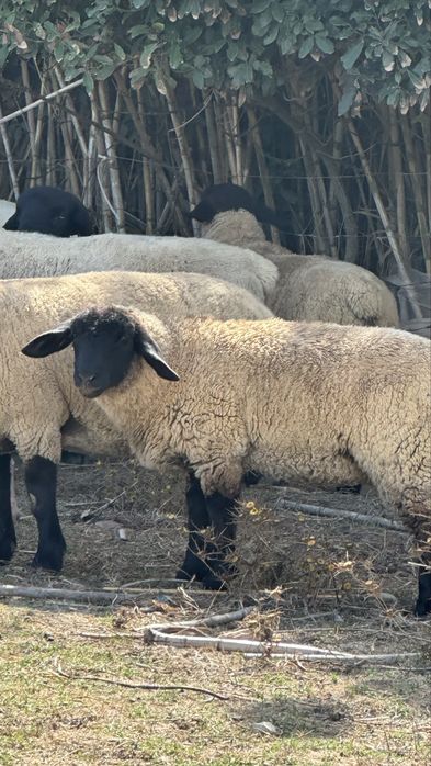 Borrega sulffolk