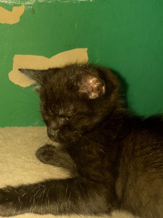 Віддам британця(котик)Безкоштовно