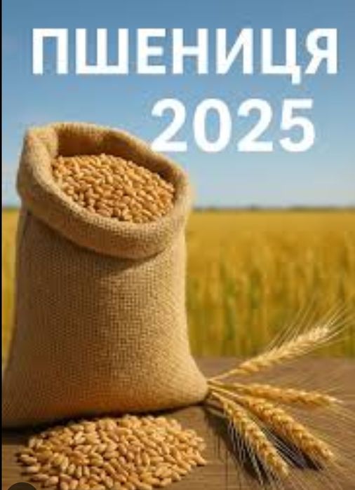 Пшениця врожаю 2025